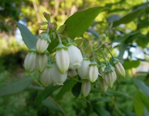 blåbärsblommor på blåbärsplanta i bokahsijord