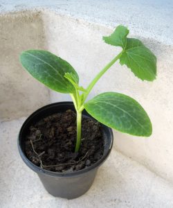Squash i fermenterad hästgödsel